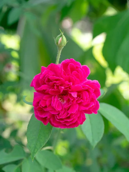 Close Pink Damask Rose Rosa Damascena Mill Blur Green Background — Stock Photo, Image