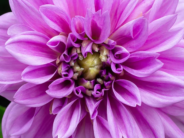Detailní Záběr Okvětní Lístky Dahlia Flower — Stock fotografie