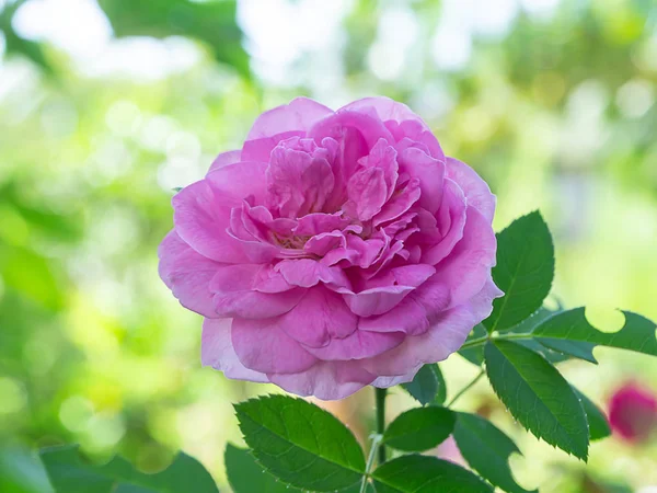 Närbild Rosa Damast Ros Rosa Damascena Mill Med Oskärpa Bakgrund — Stockfoto