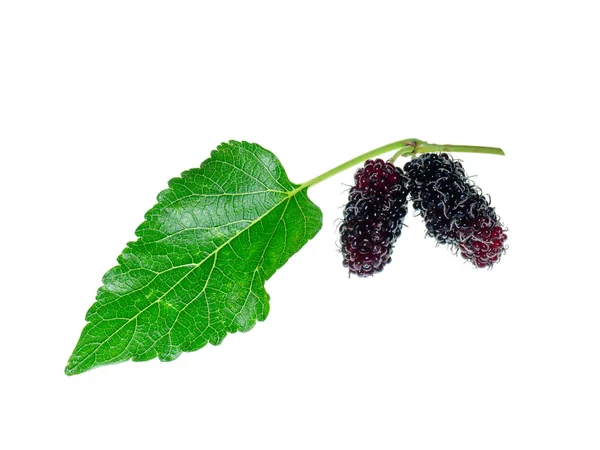 Close Mulberry Fruit Leaf White Background — Stock Photo, Image