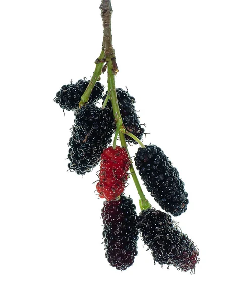 Close Mulberry Fruit White Background — Stock Photo, Image