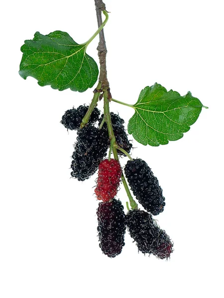 Close Mulberry Fruit Leaf White Background — Stock Photo, Image