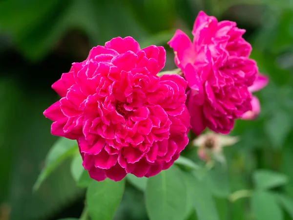 Gros Plan Rose Damassé Rose Fleur Pour Thé Rose Moulin — Photo