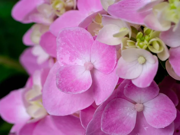 Macro Imagen Primer Plano Rosa Flor Hortensias — Foto de Stock