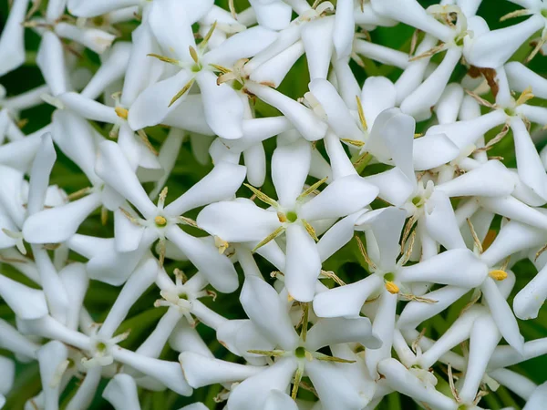 Закрыть Сиамский Белый Цветок Иксоры Ixora Finlaysoniana Wall Tree — стоковое фото