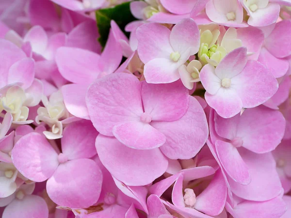 Makro Billede Close Pink Hortensia Blomst - Stock-foto