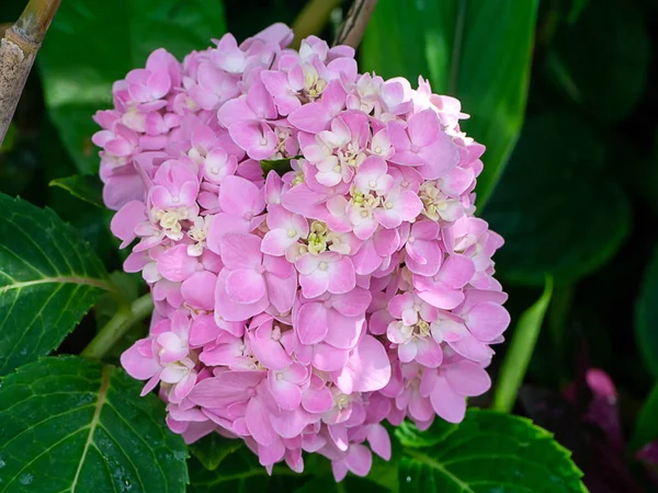 Macro Image Close Pink Hydrangea Flower — Stock Photo, Image