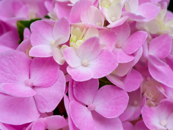 Macro Imagen Primer Plano Rosa Flor Hortensias —  Fotos de Stock