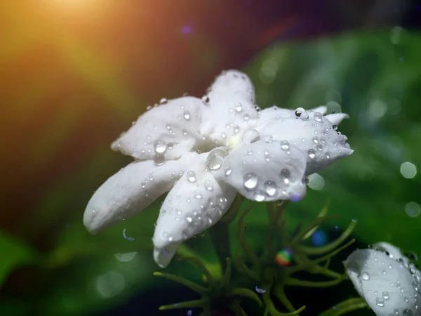 Närbild Vit Jasmin Blomma Med Ljus Och Bokeh — Stockfoto