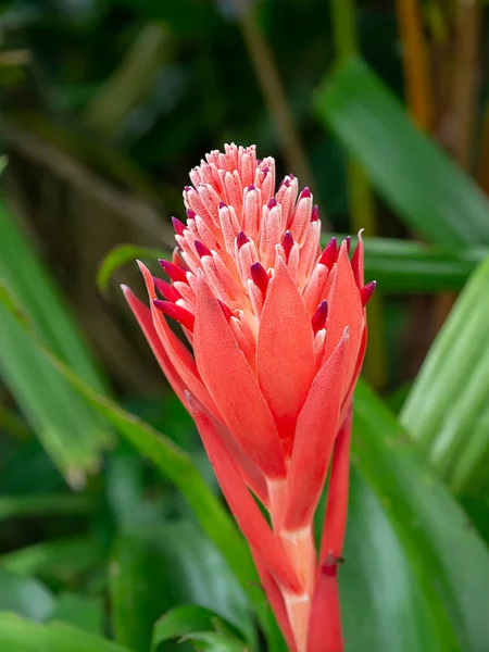 Close Red Orange Bromeliad Flower — Stock Photo, Image