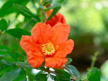 Polen nar çiçek dalı yeşil arka plana sahip kapatın. (Punica granatum)