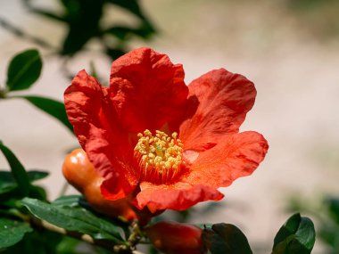 Polen nar çiçek dalı yeşil arka plana sahip kapatın. (Punica granatum)