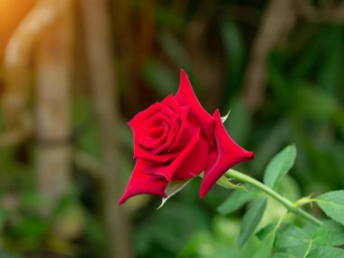 Kırmızı gül çiçek ışık ile arka plan bulanıklık.