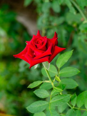 Kırmızı gül çiçek yeşil arka plan bulanıklık