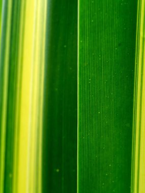 Mavi vida çam veya beyaz çizgili Pandanus arka plan (Pandanus sanderi Sander yakın çekim)