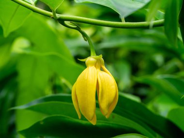 tırmanma ylang-ylang, ilang-ilang, manorangini, hara-champa veya kantali champa güzel kokulu çiçekler