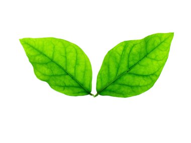 Yasemin yaprak izole beyaz zemin üzerine, yakın çekim.