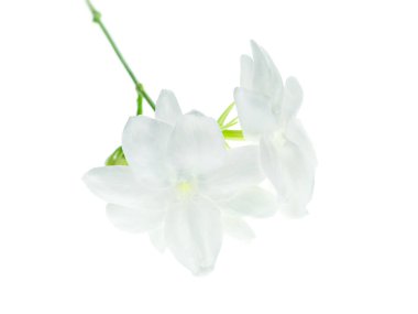 Beyaz arka plan üzerinde beyaz Yasemin çiçeği izole, yakın çekim.