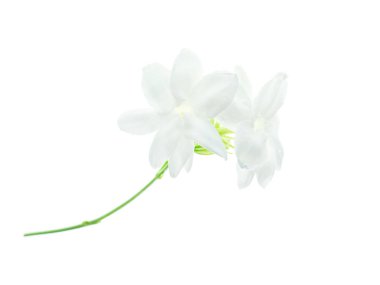 Beyaz arka plan üzerinde beyaz Yasemin çiçeği izole, yakın çekim.