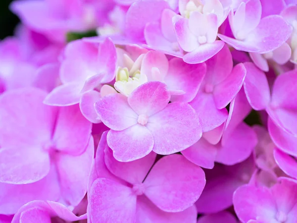 Makrobild Nahaufnahme Rosa Hortensienblüte — Stockfoto