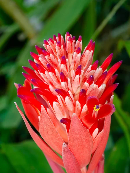 Primer Plano Rojo Naranja Bromeliad Flor — Foto de Stock