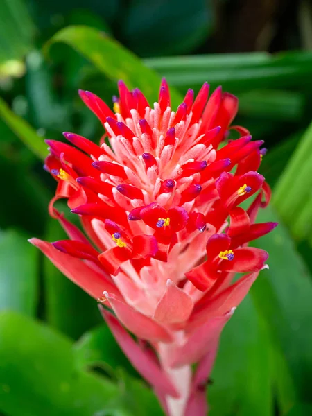 Close Red Orange Bromeliad Flower — Stock Photo, Image
