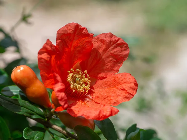 Close Pollen Pomegranate Flower Branch Green Background Punica Granatum — Stock Photo, Image