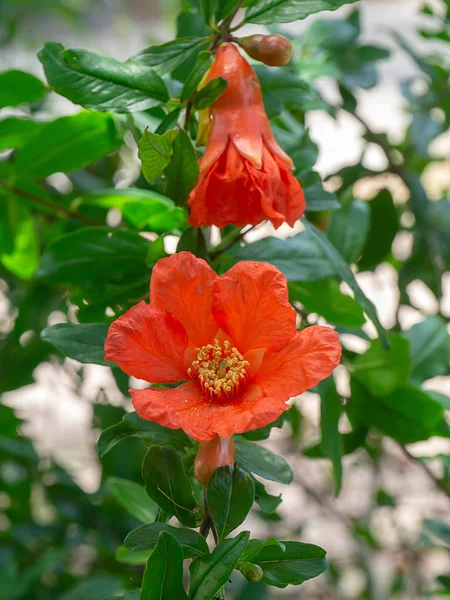 Close Pollen Pomegranate Flower Branch Green Background Punica Granatum — Stock Photo, Image