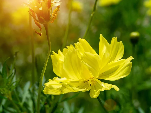 Close Van Gele Kosmos Bloem Met Zonlicht — Stockfoto