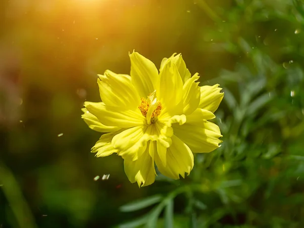 Close Yellow Cosmos Flower Sunlight Floating Light — Stock Photo, Image