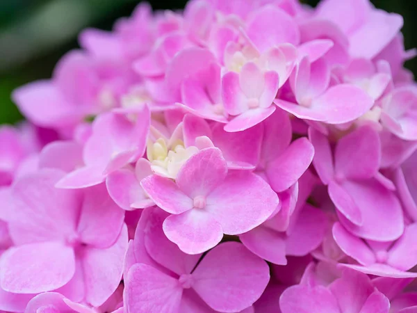Macro Imagem Close Rosa Hydrangea Flor — Fotografia de Stock