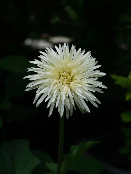 Primo Piano Gerbera Fiore Con Sfondo Scuro — Foto Stock