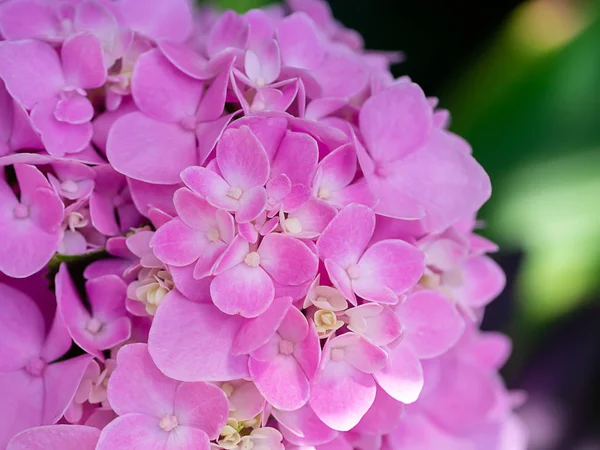 Makrobild Nahaufnahme Rosa Hortensienblüte — Stockfoto