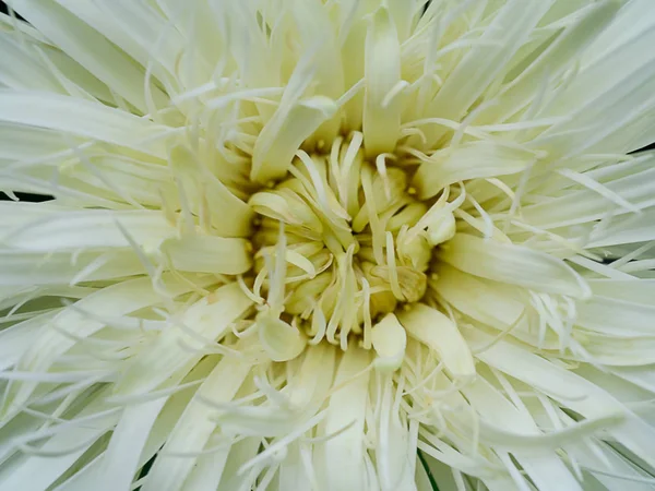 Close Gerbera Flower Background — Stock Photo, Image