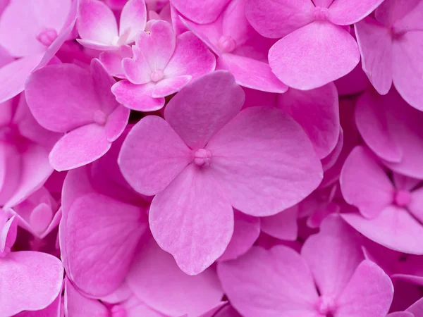 Macro Image Close Pink Hydrangea Flower — Stock Photo, Image