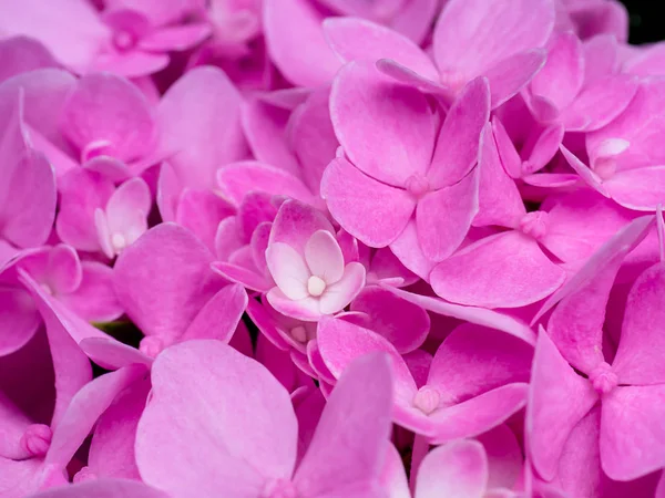 Görüntüyü Pembe Ortanca Çiçek Yakından — Stok fotoğraf