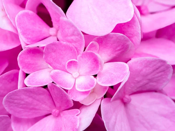 Macro Image Gros Plan Rose Fleur Hortensia — Photo