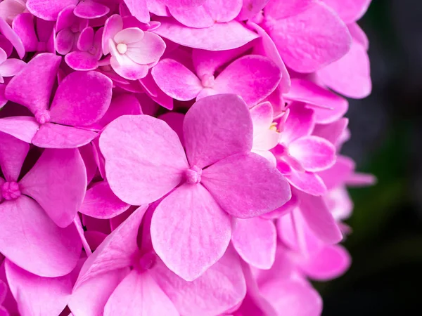 Makrobild Nahaufnahme Rosa Hortensienblüte — Stockfoto