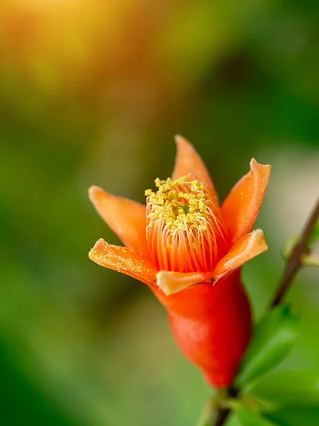 Close Pollen Pomegranate Flower Branch Blur Background Punica Granatum — Stock Photo, Image