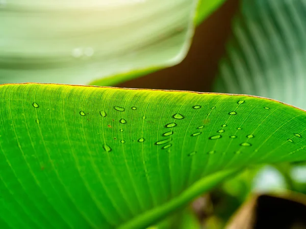 Shadow of Water drop on the banana leaf with sunlight.