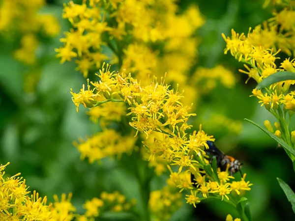 Primo Piano Del Fiore Solidago Canadensis — Foto Stock