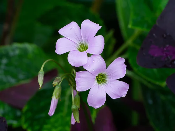 Purpurschamrock Liebespflanze Oxalis Purpurea — Stockfoto