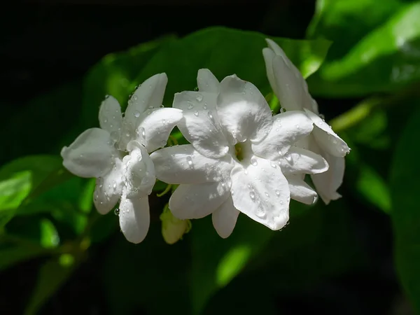 Damla Koyu Arka Plan Üzerinde Beyaz Yasemin Çiçeği Yakın Çekim — Stok fotoğraf