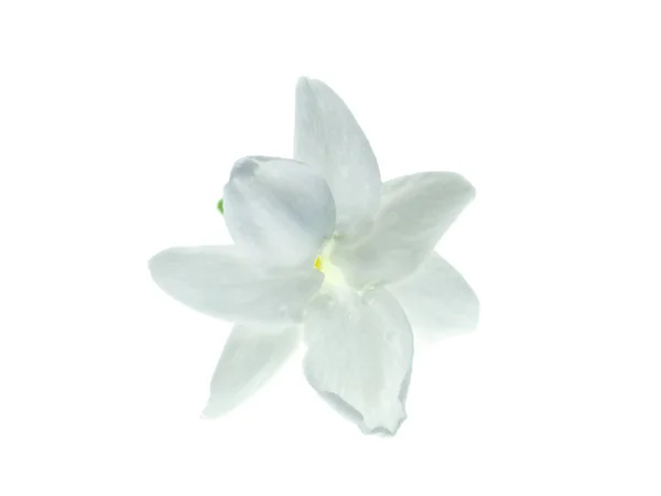 Close White Jasmine Flower Isolate White Background — Stock Photo, Image