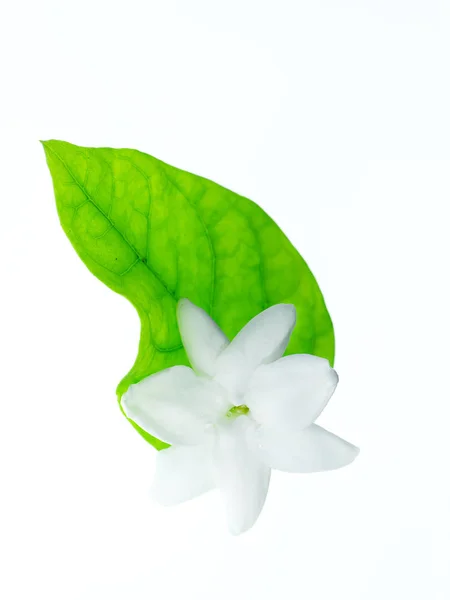 Zbliżenie Biały Kwiat Jaśminu Izolat Białym Tle — Zdjęcie stockowe