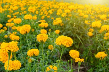 Marigolds çiçek bahçesinde bulunan güneş ışığı kapatmak