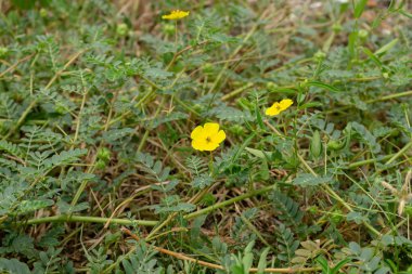 Şeytan'ın diken (Tribulus terrestris bitki) yaprak yere sarı çiçek.