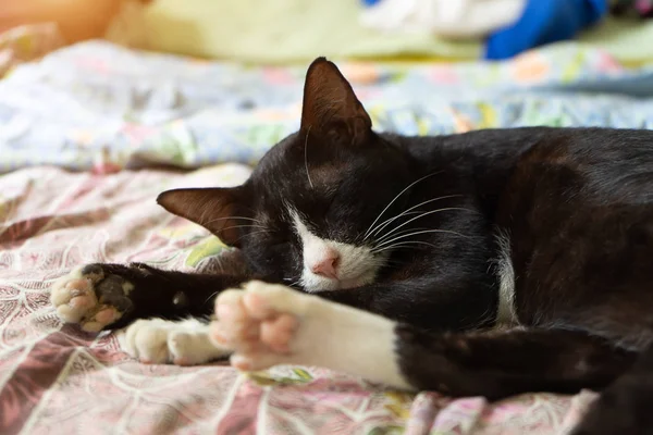 Gato Está Dormindo Tecido Com Luz Solar — Fotografia de Stock