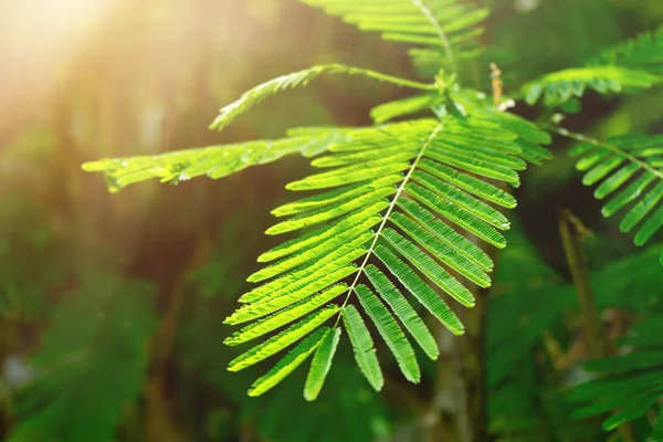 Schließen Sie Das Kletternde Wollblatt Baum Mit Sonnenlicht Akaziengewächs — Stockfoto