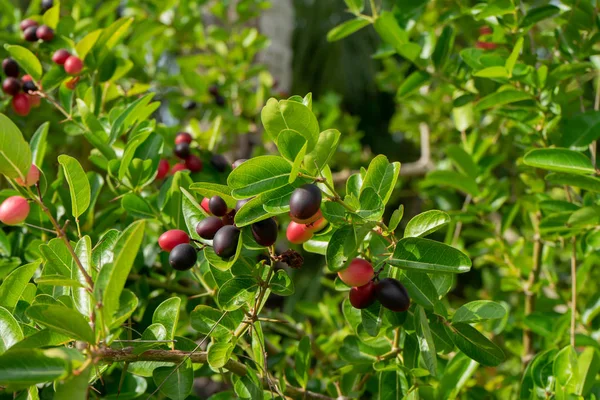 Carissa Carandas Fruit Tree Leaves — Stock Photo, Image